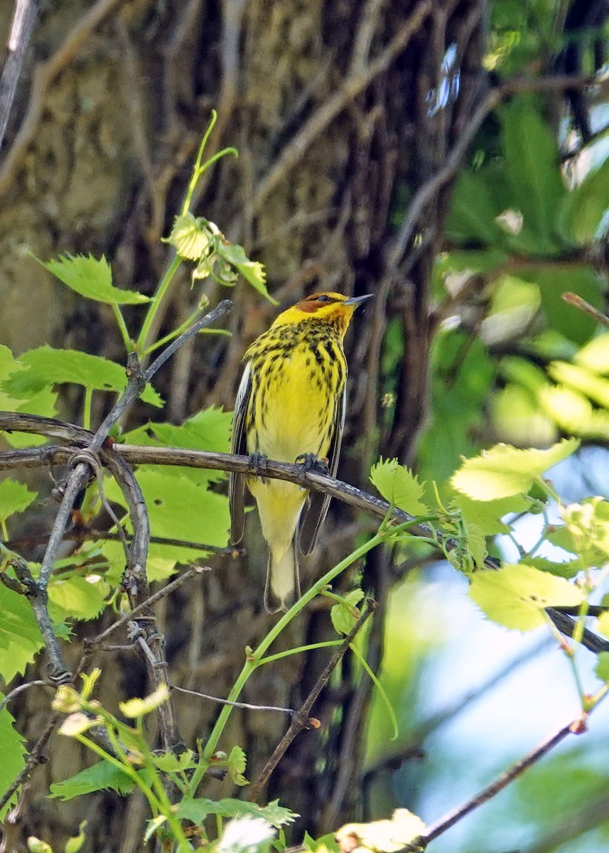 Cape May Warbler - ML618329950