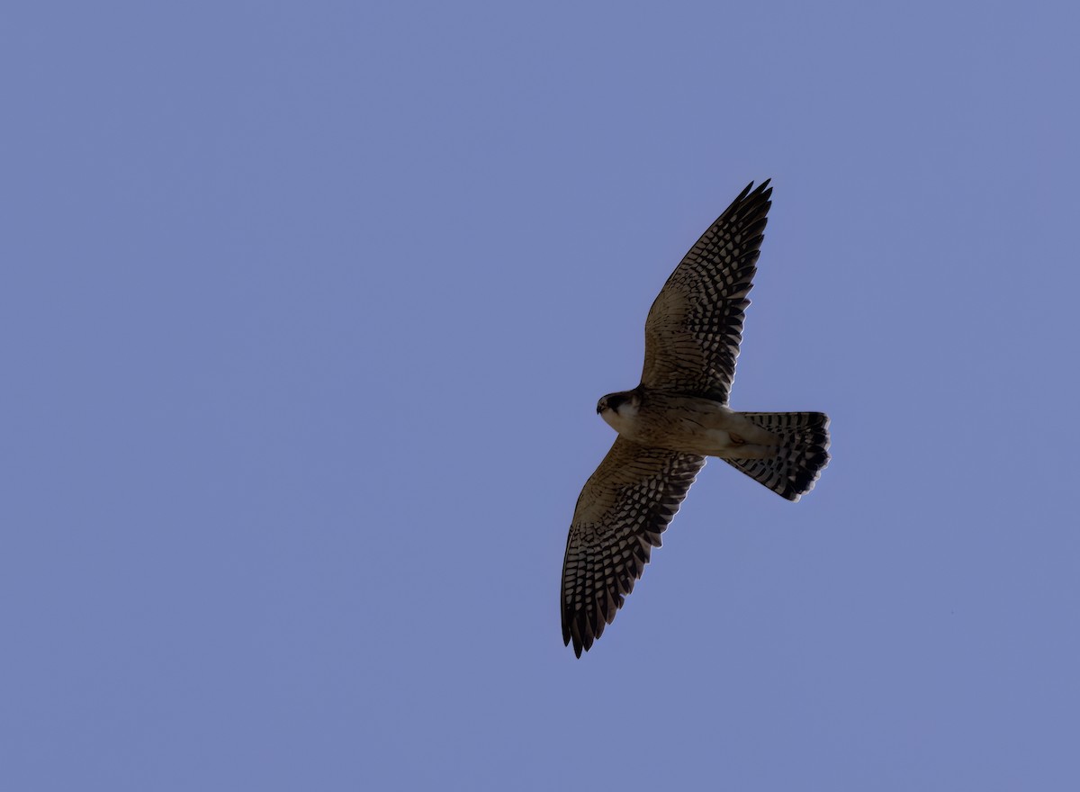 Red-footed Falcon - ML618329972