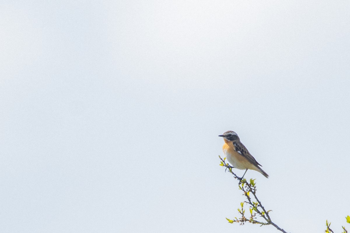 Whinchat - ML618330019