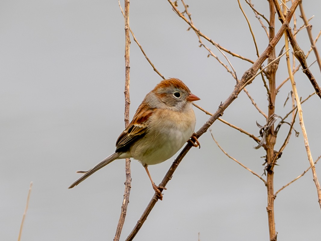 Field Sparrow - ML618330049