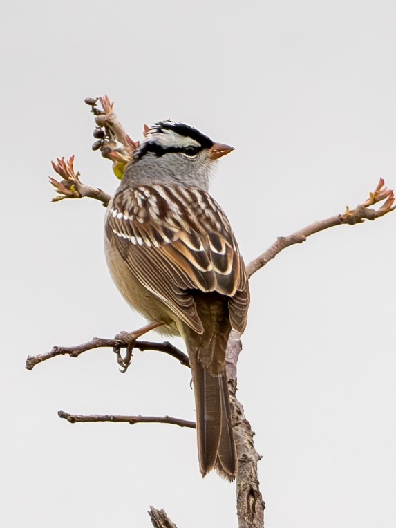 White-crowned Sparrow - ML618330064
