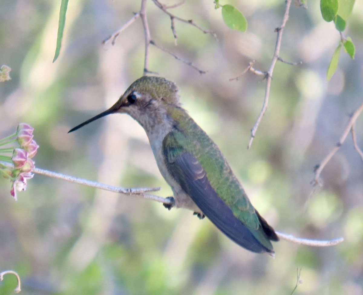Costa's Hummingbird - ML618330081