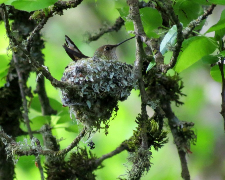Rufous Hummingbird - ML618330083