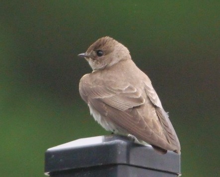 Northern Rough-winged Swallow - Zenon Bachir