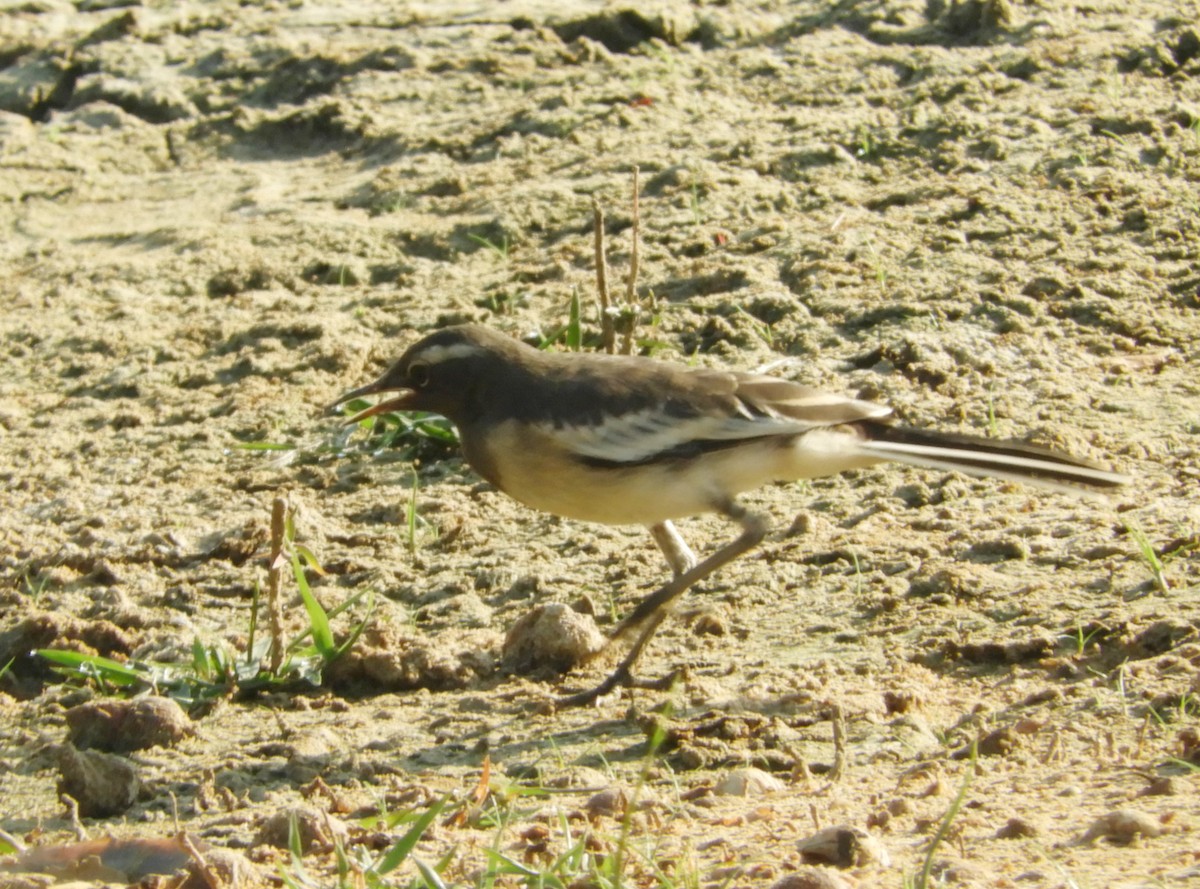 White-browed Wagtail - ML618330097