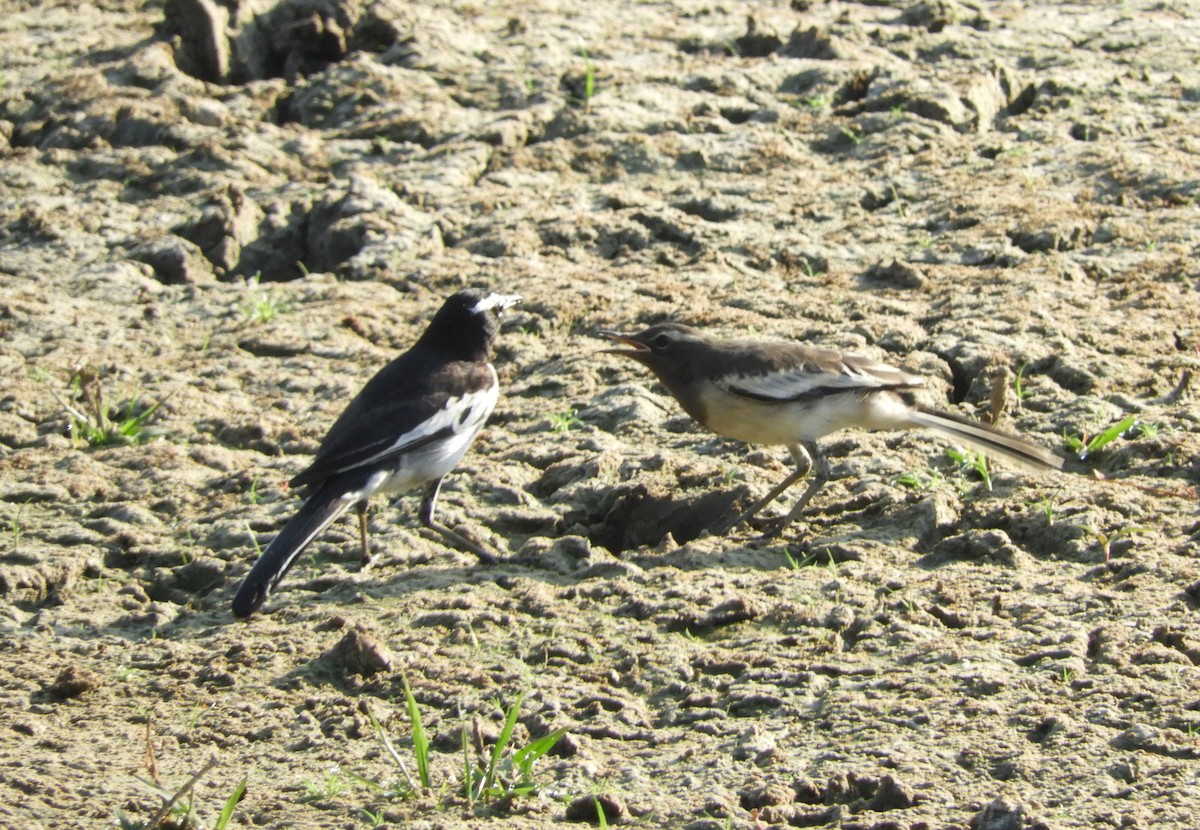 White-browed Wagtail - ML618330099