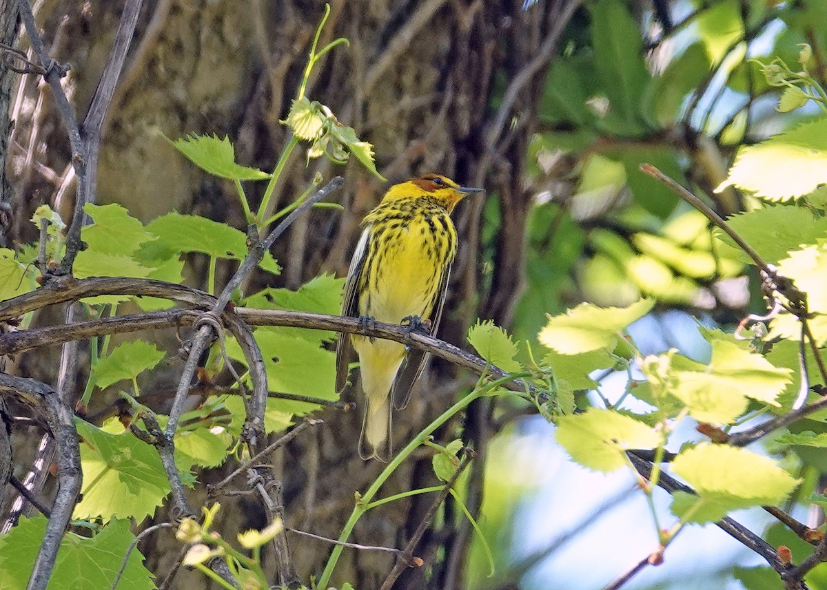 Cape May Warbler - ML618330100