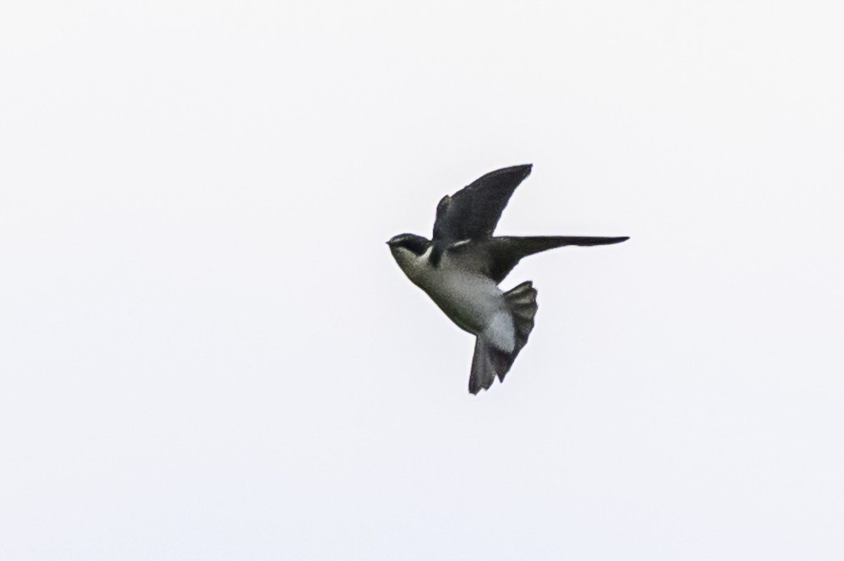 White-rumped Swallow - ML618330128