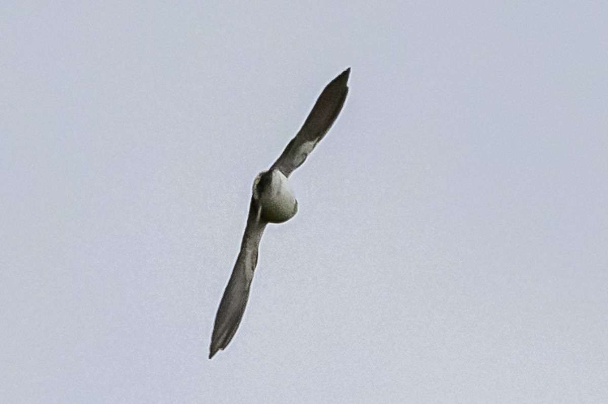 White-rumped Swallow - ML618330135