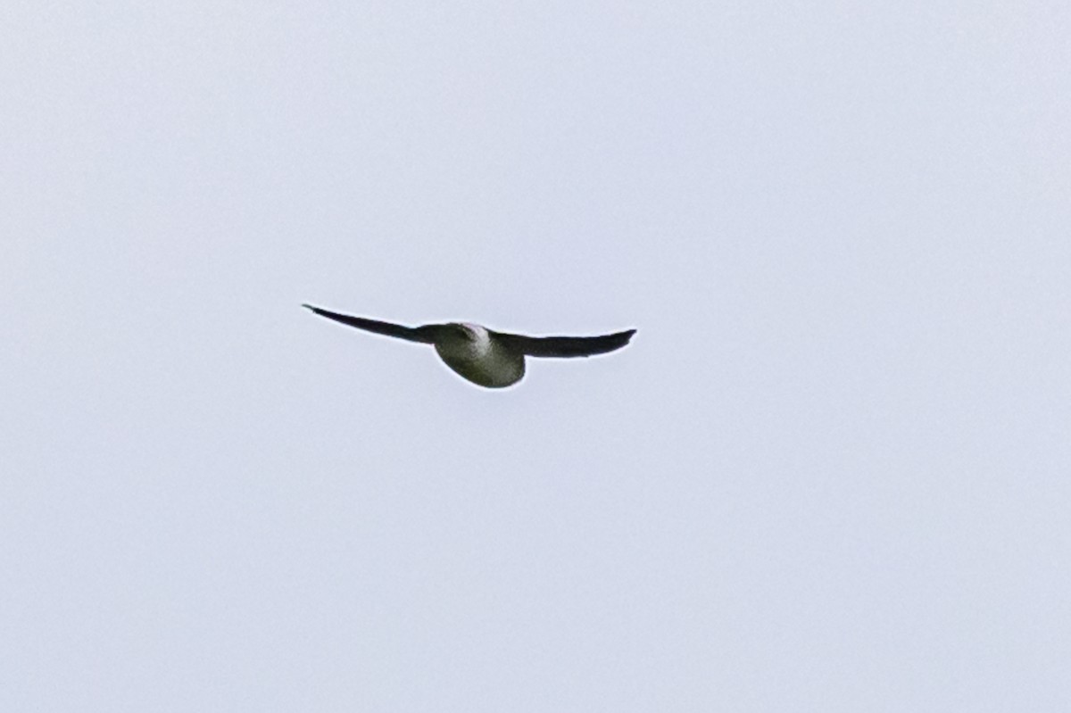 White-rumped Swallow - ML618330139