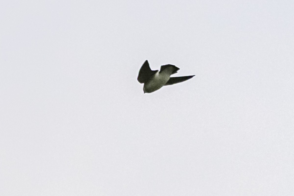 White-rumped Swallow - ML618330142