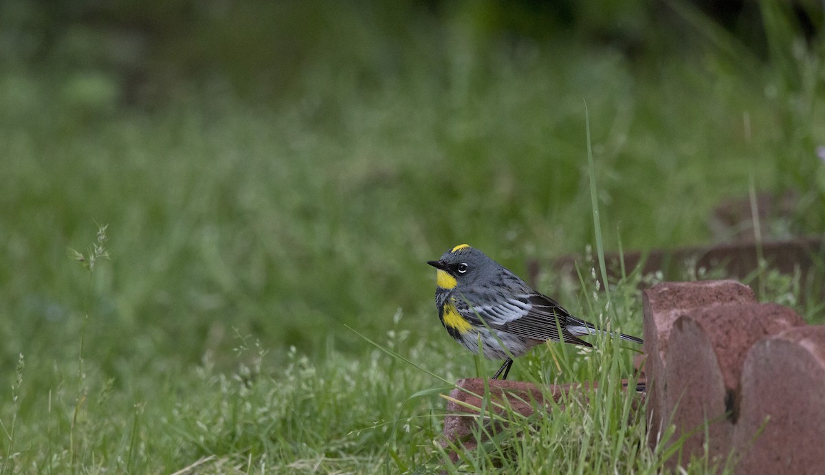 Yellow-rumped Warbler (Audubon's) - ML618330169