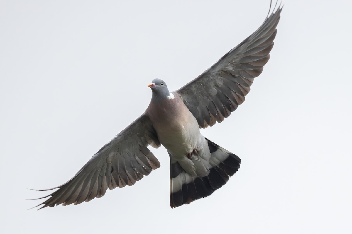 Common Wood-Pigeon - ML618330191