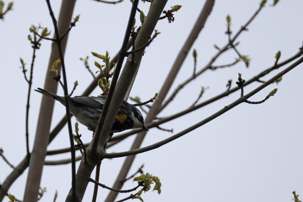 Yellow-rumped Warbler (Myrtle) - ML618330197