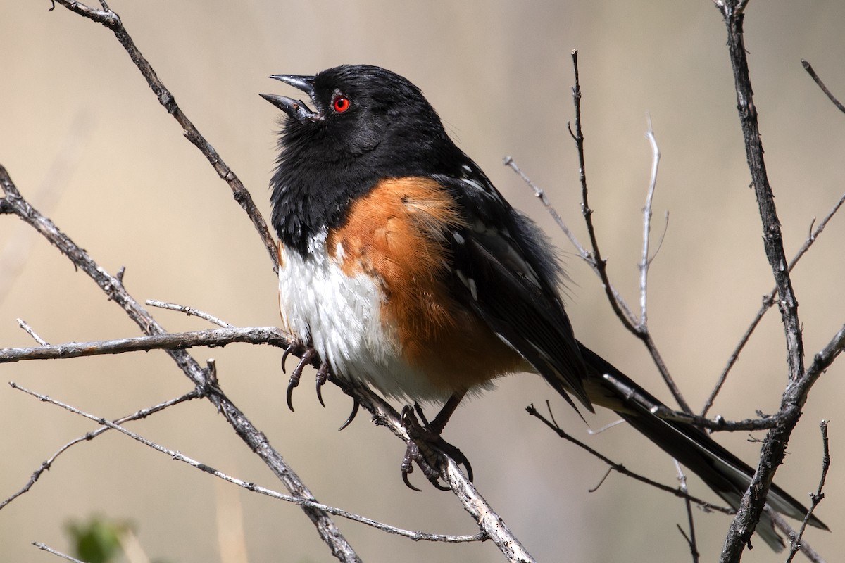 Spotted Towhee - ML618330341