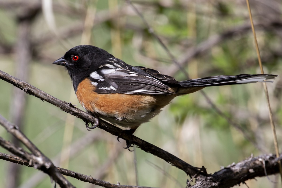 Spotted Towhee - ML618330359