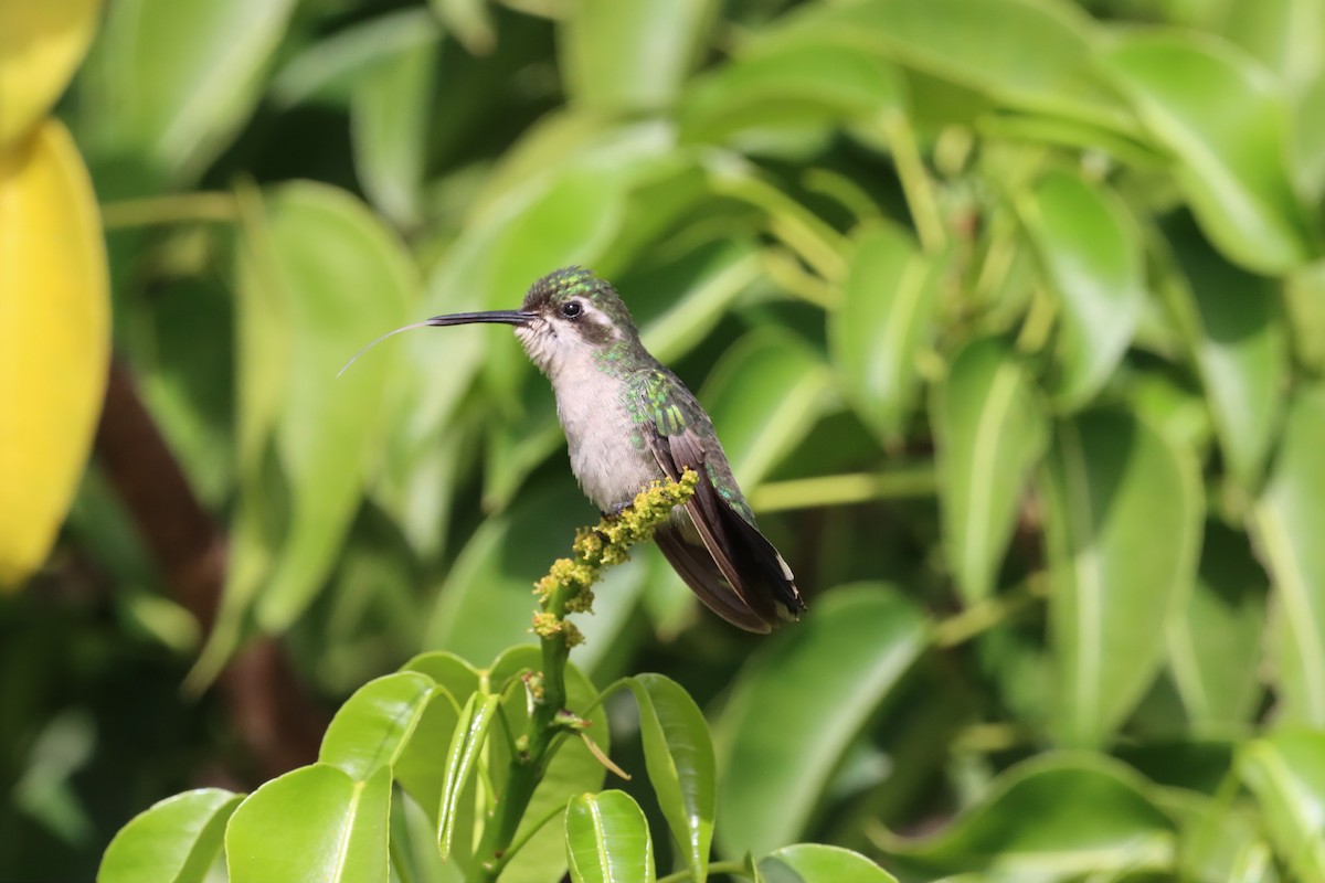 kolibřík modroocasý - ML618330365