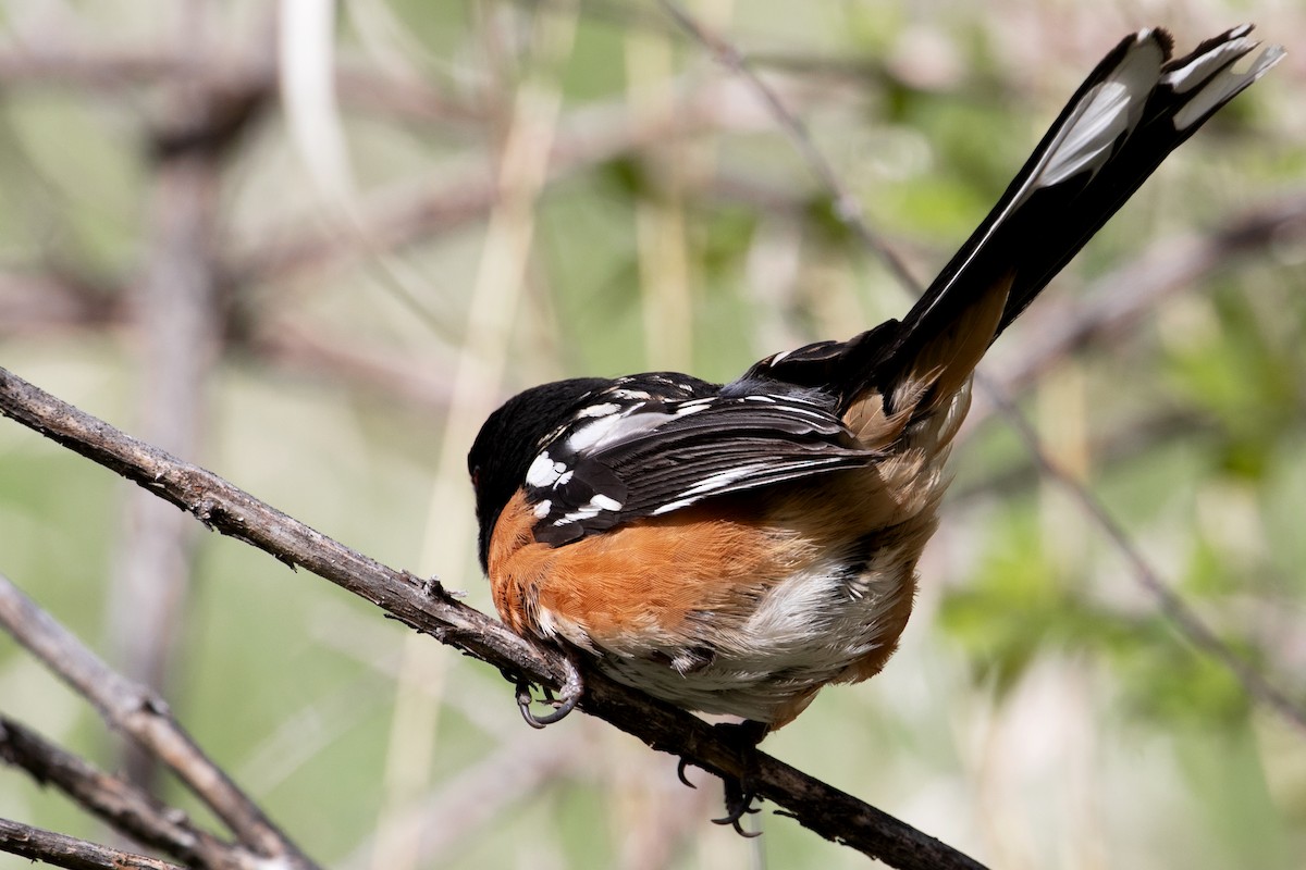 Spotted Towhee - ML618330393