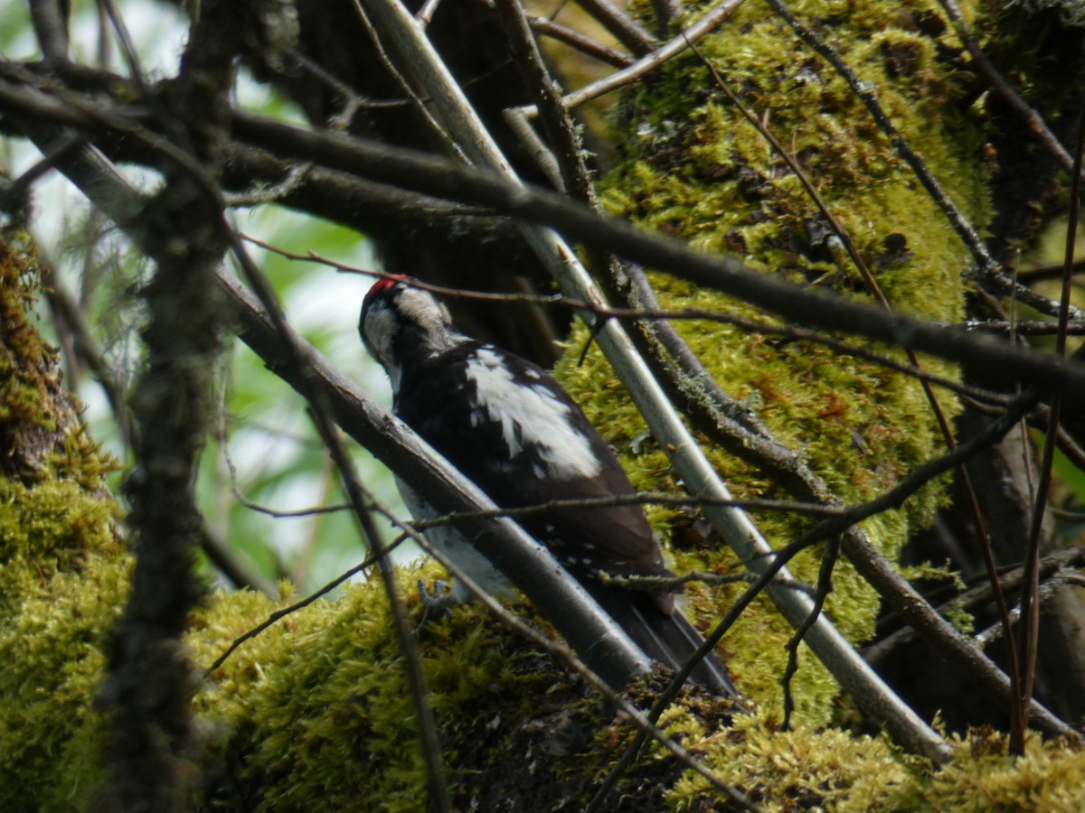 Hairy Woodpecker - ML618330433
