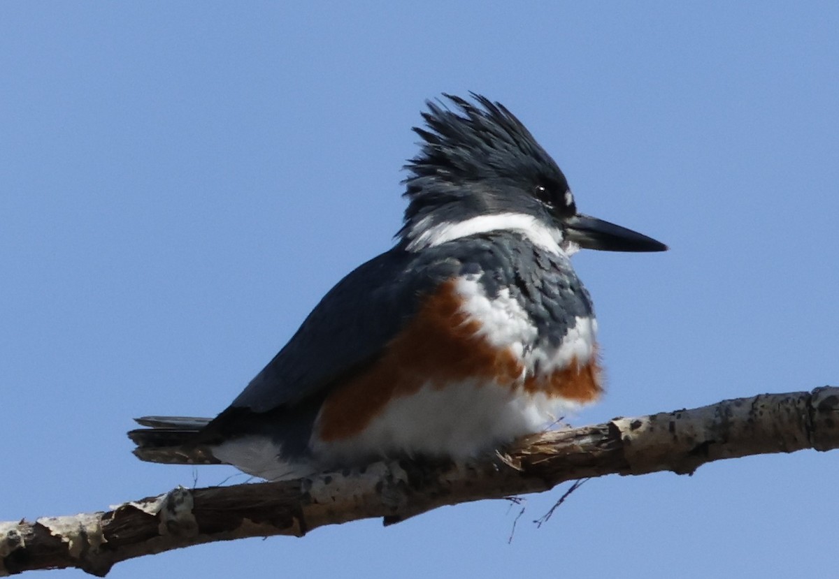 Belted Kingfisher - ML618330456