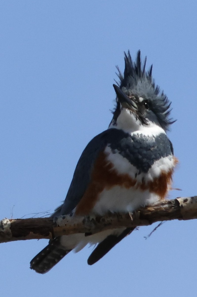 Belted Kingfisher - ML618330457