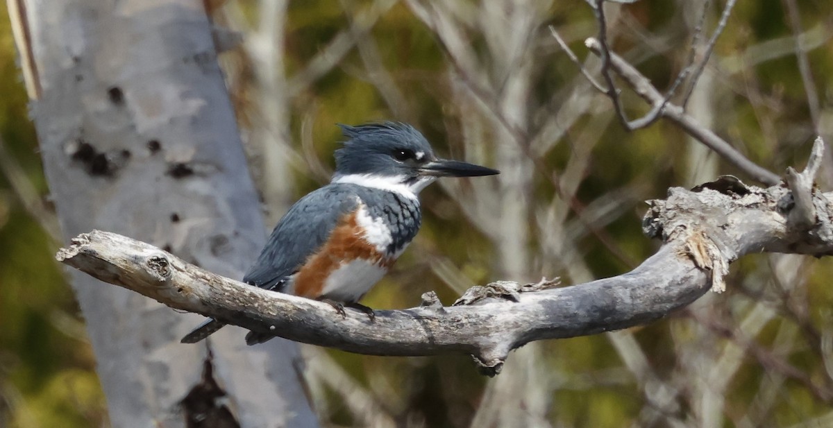 Belted Kingfisher - ML618330458