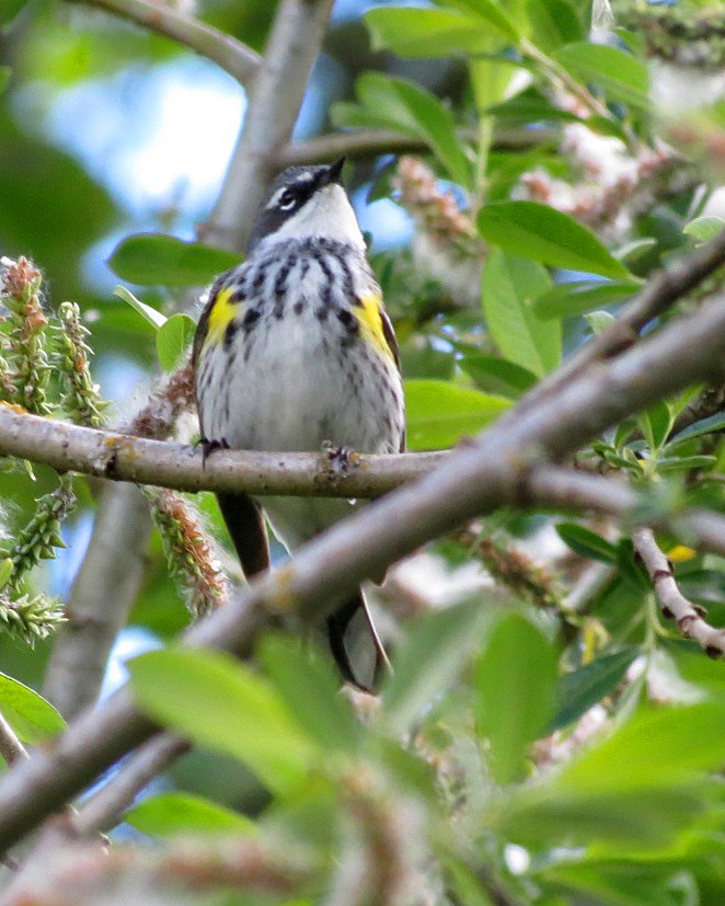 Yellow-rumped Warbler (Myrtle) - Lisa Genuit