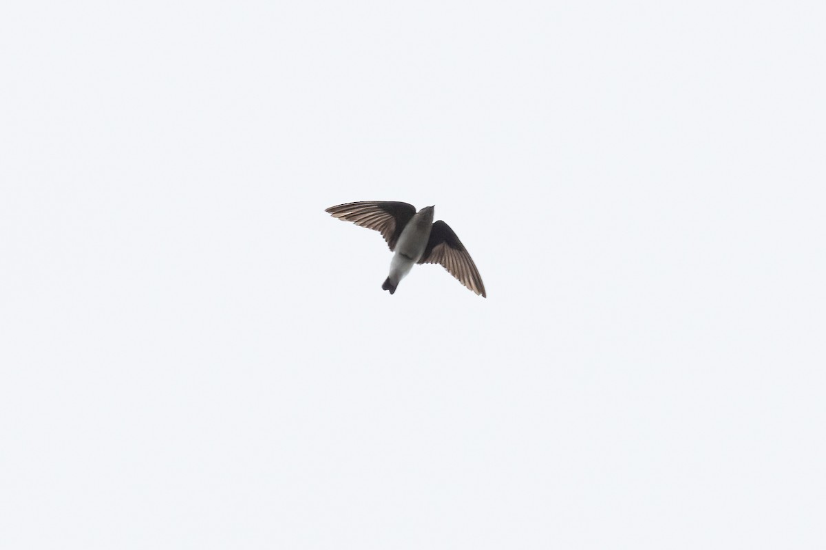 Northern Rough-winged Swallow - ML618330512