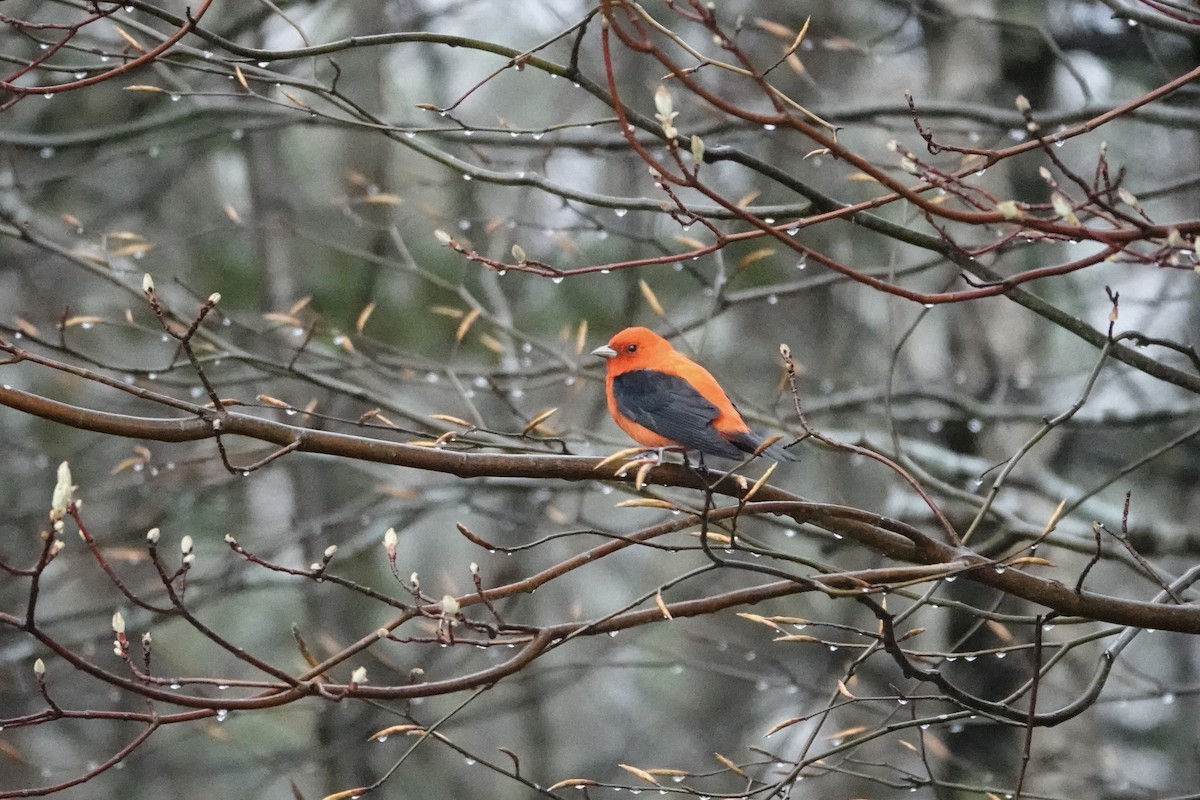 Scarlet Tanager - ML618330513