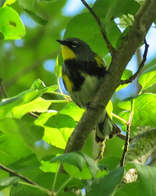 Yellow-rumped Warbler (Audubon's) - ML618330522