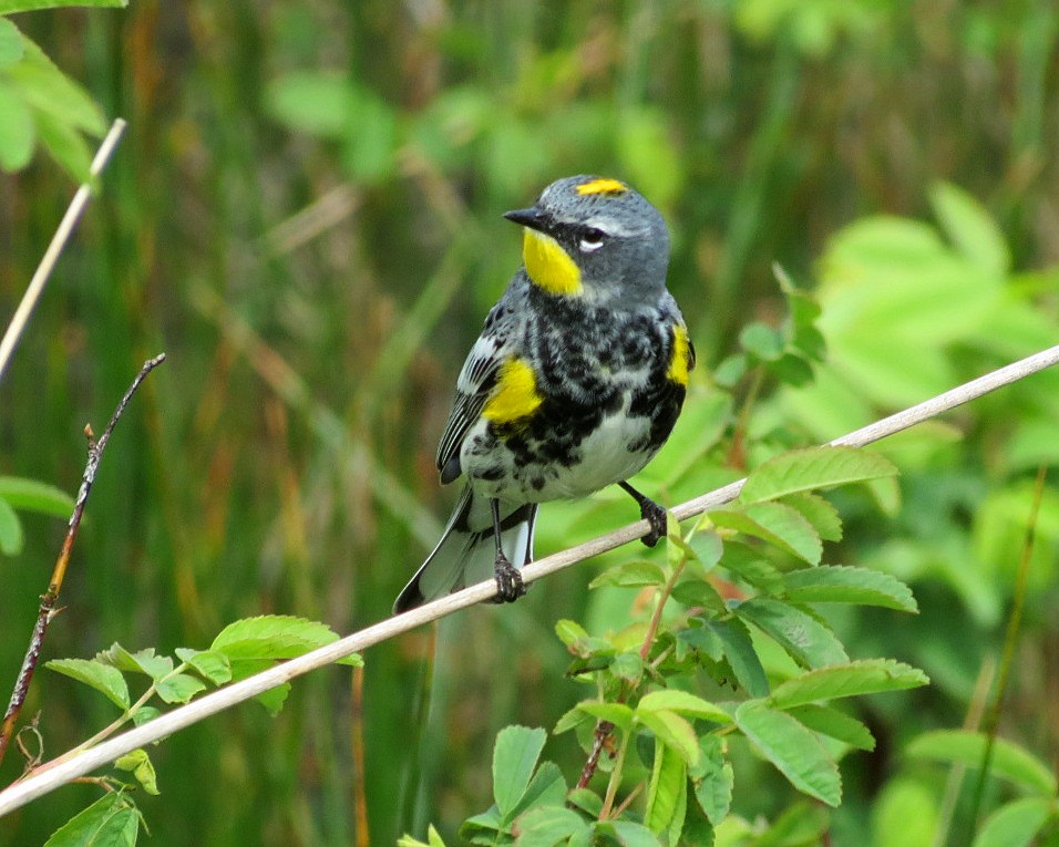 Yellow-rumped Warbler (Audubon's) - ML618330524
