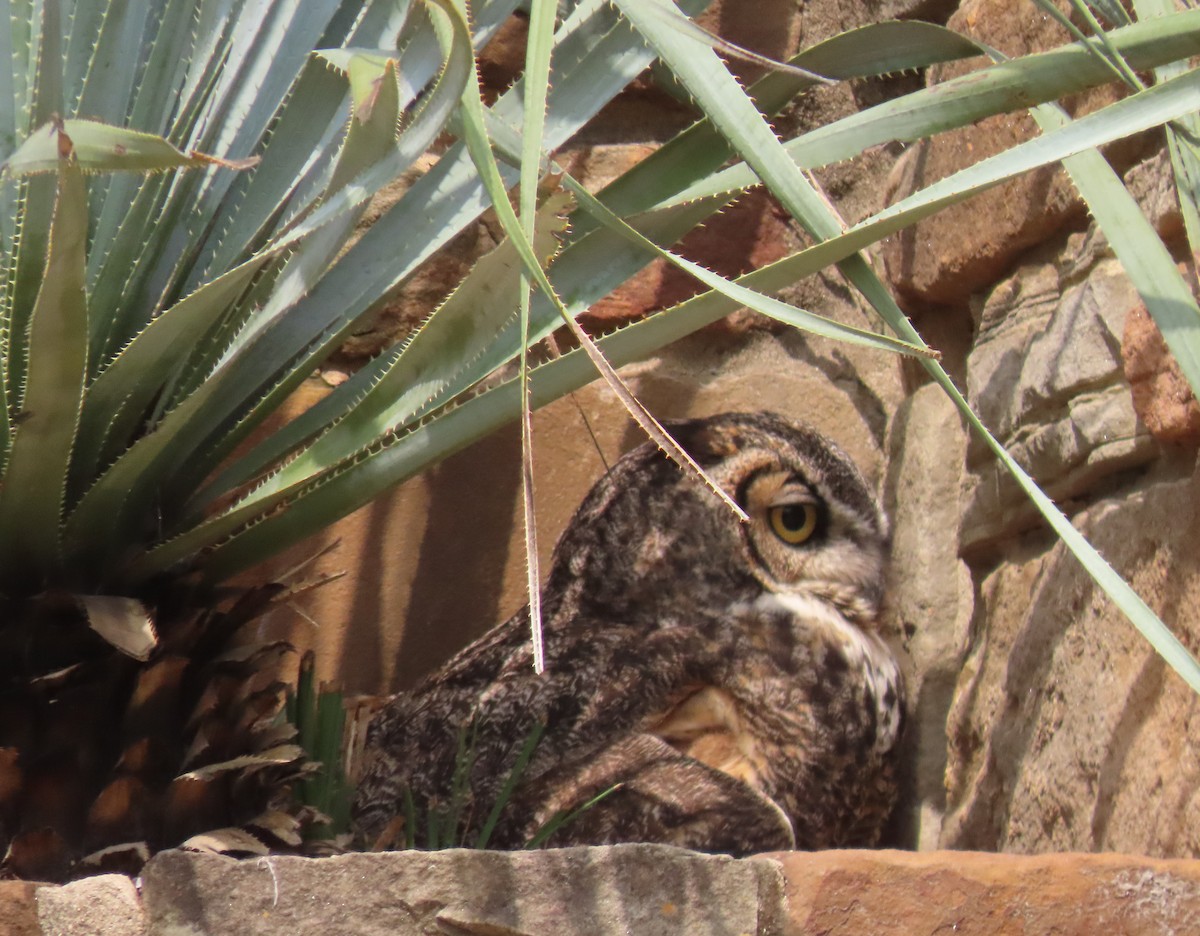 Great Horned Owl - ML618330551