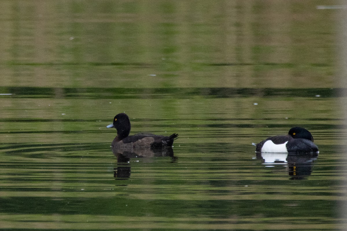Tufted Duck - ML618330558
