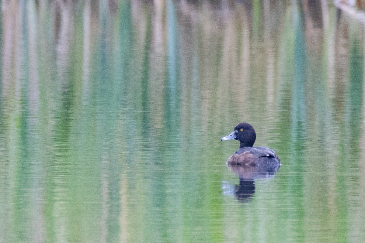 Tufted Duck - ML618330559