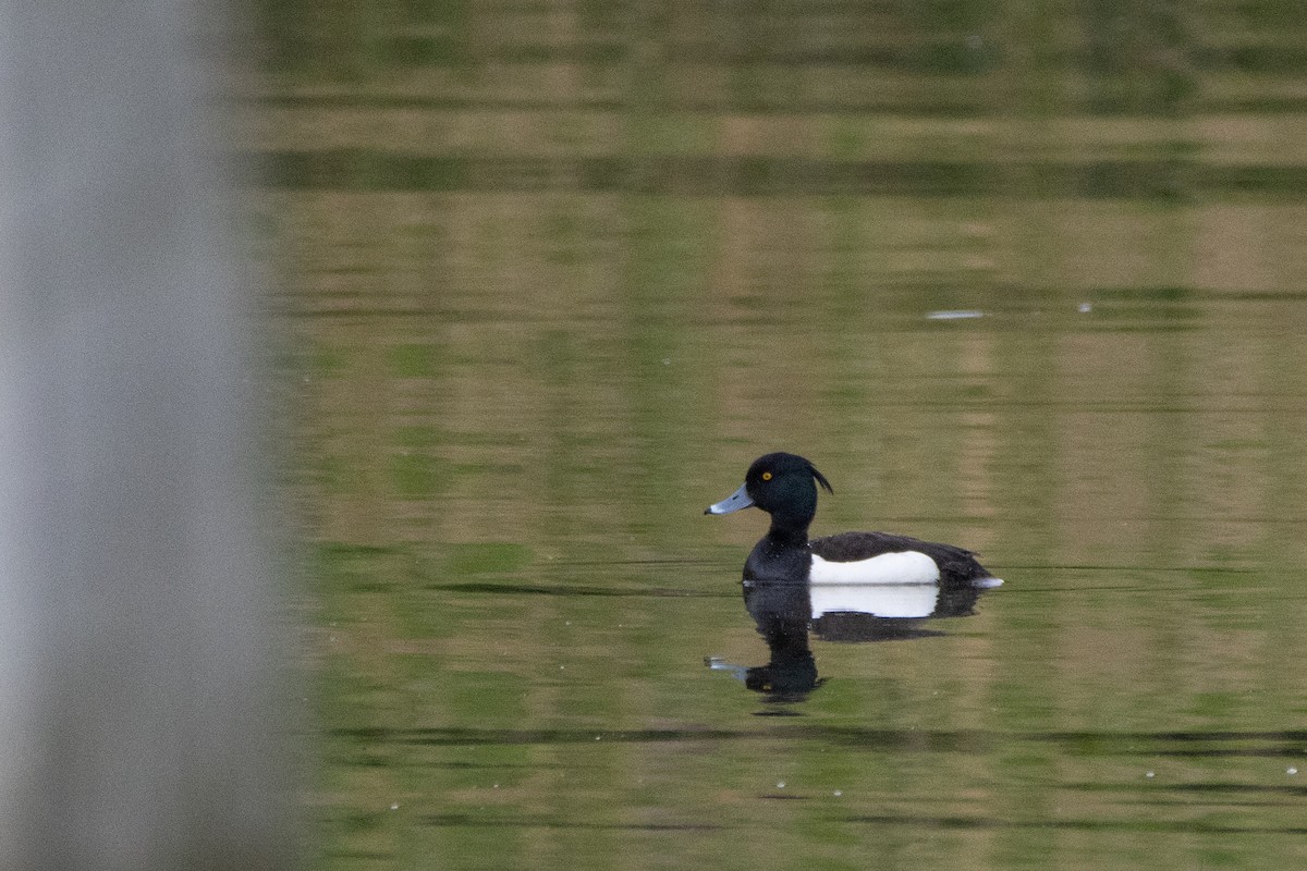 Tufted Duck - ML618330560