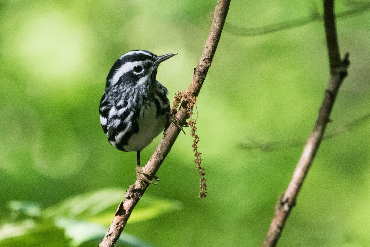 Black-and-white Warbler - ML618330562