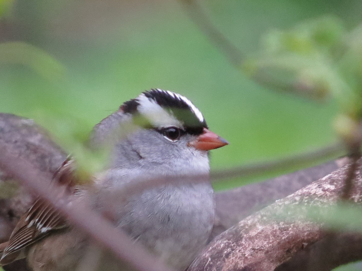 White-crowned Sparrow - ML618330563