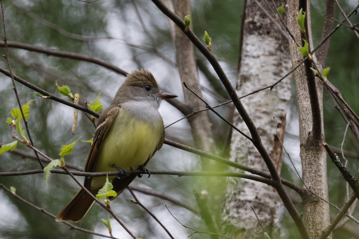 Great Crested Flycatcher - ML618330567