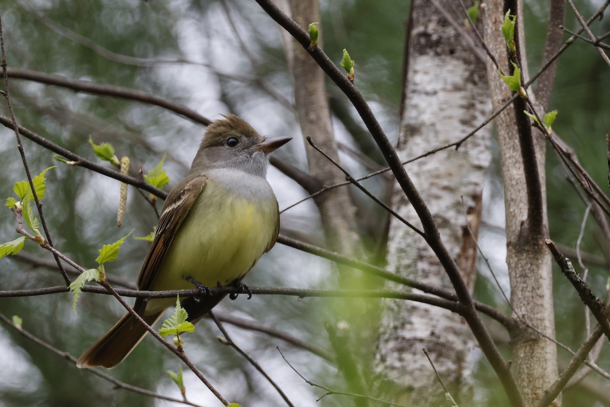 Great Crested Flycatcher - ML618330568