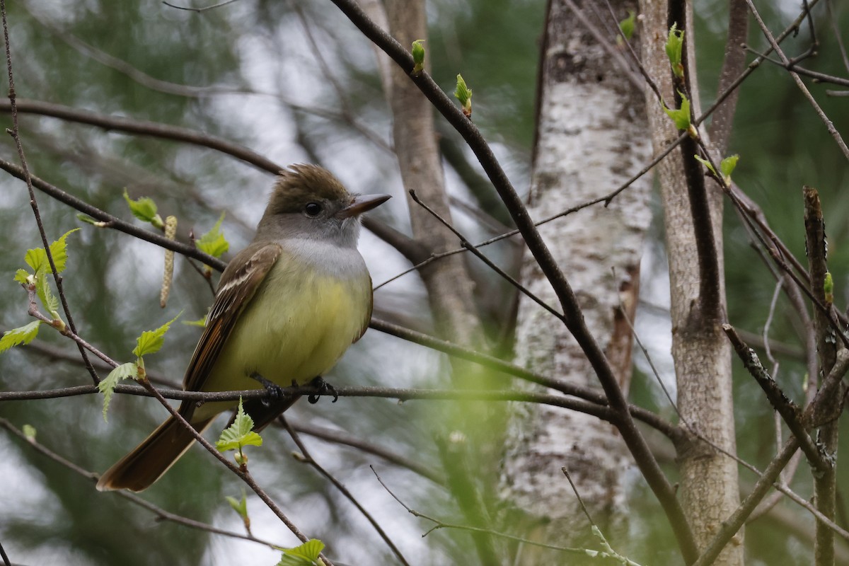 Great Crested Flycatcher - ML618330569
