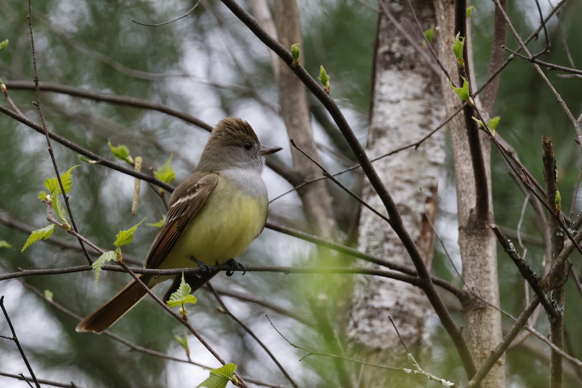 Great Crested Flycatcher - ML618330570