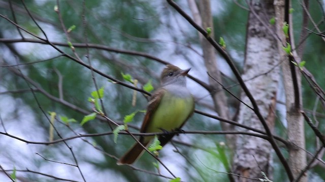 Great Crested Flycatcher - ML618330580