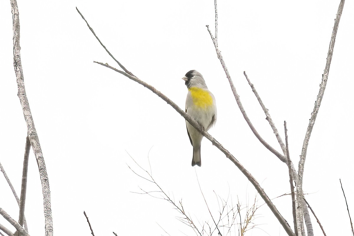 Lawrence's Goldfinch - ML618330585