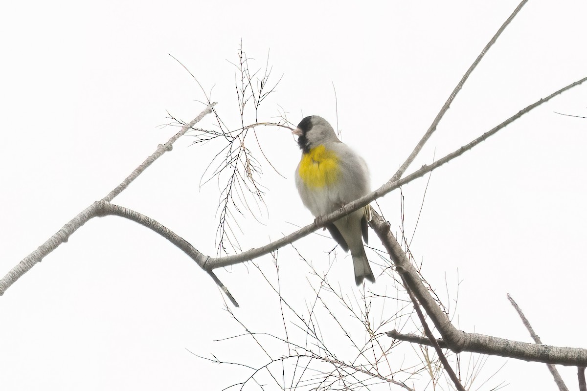 Lawrence's Goldfinch - ML618330586