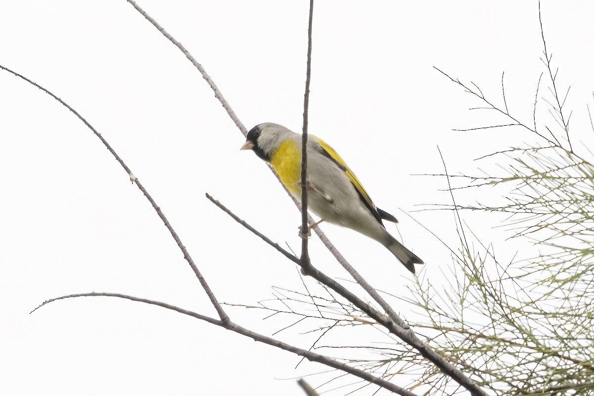 Lawrence's Goldfinch - ML618330587