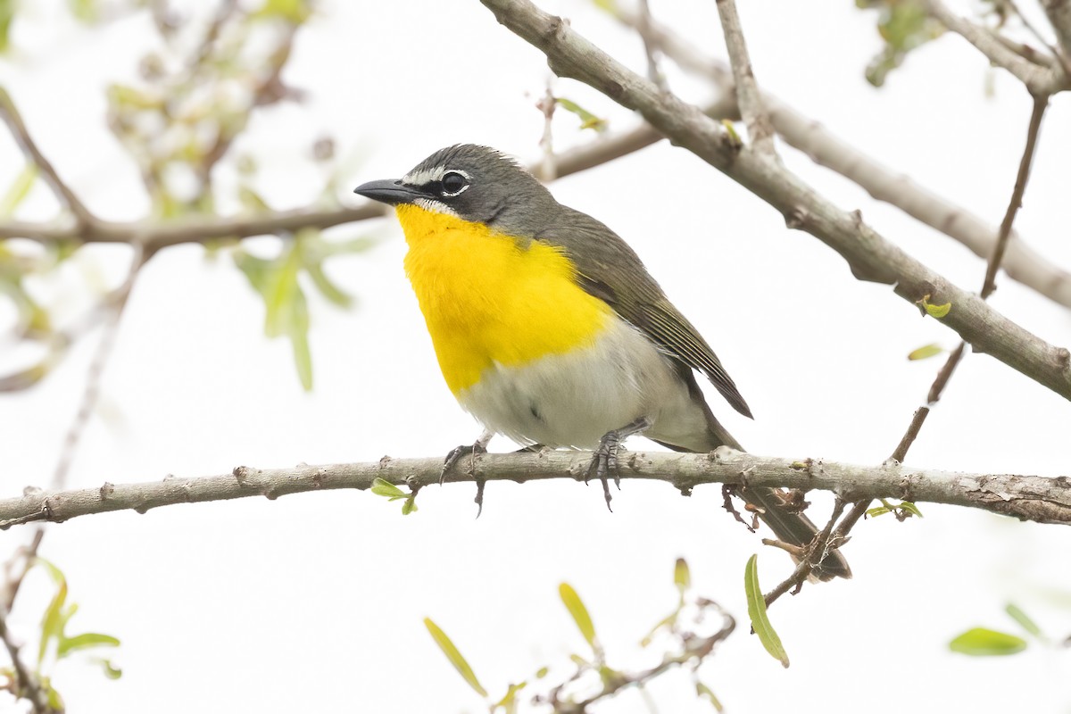 Yellow-breasted Chat - ML618330626