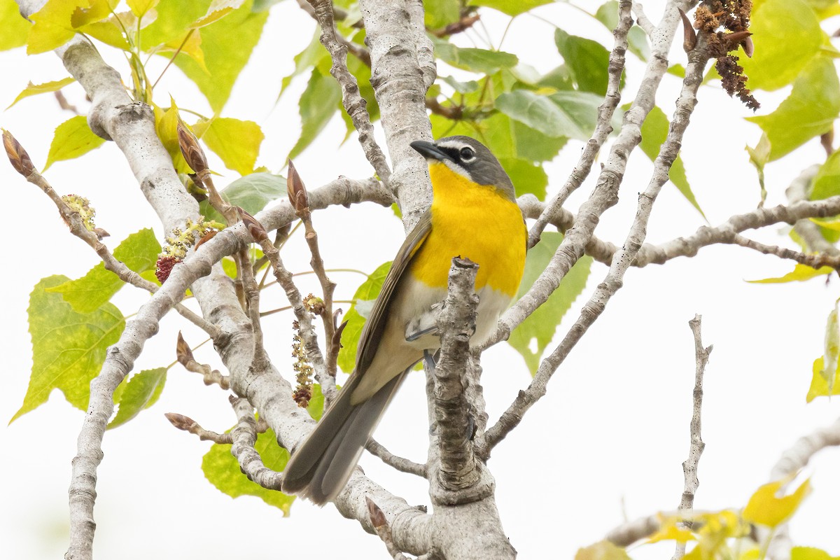 Yellow-breasted Chat - ML618330627