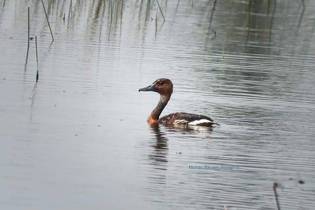 Fulvous Whistling-Duck - ML618330665