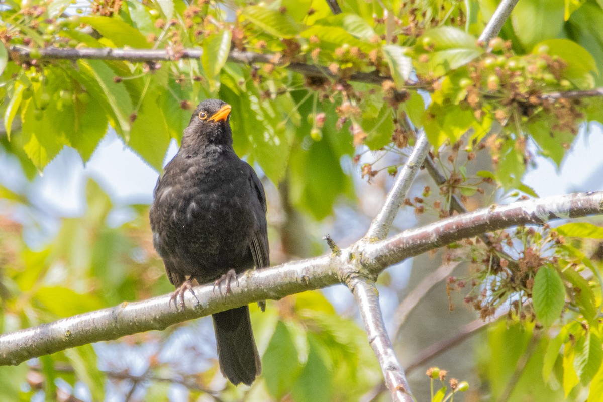 Eurasian Blackbird - ML618330694