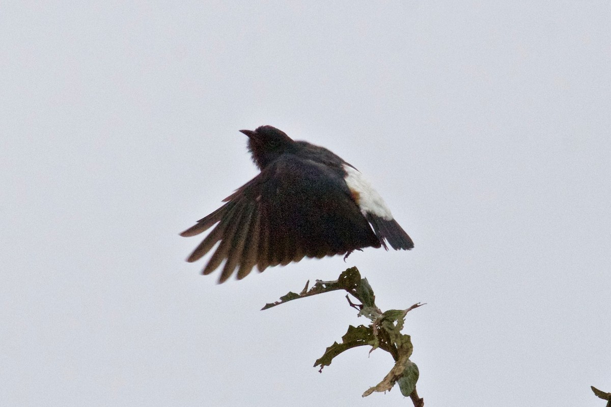 Swallow-winged Puffbird - ML618330698